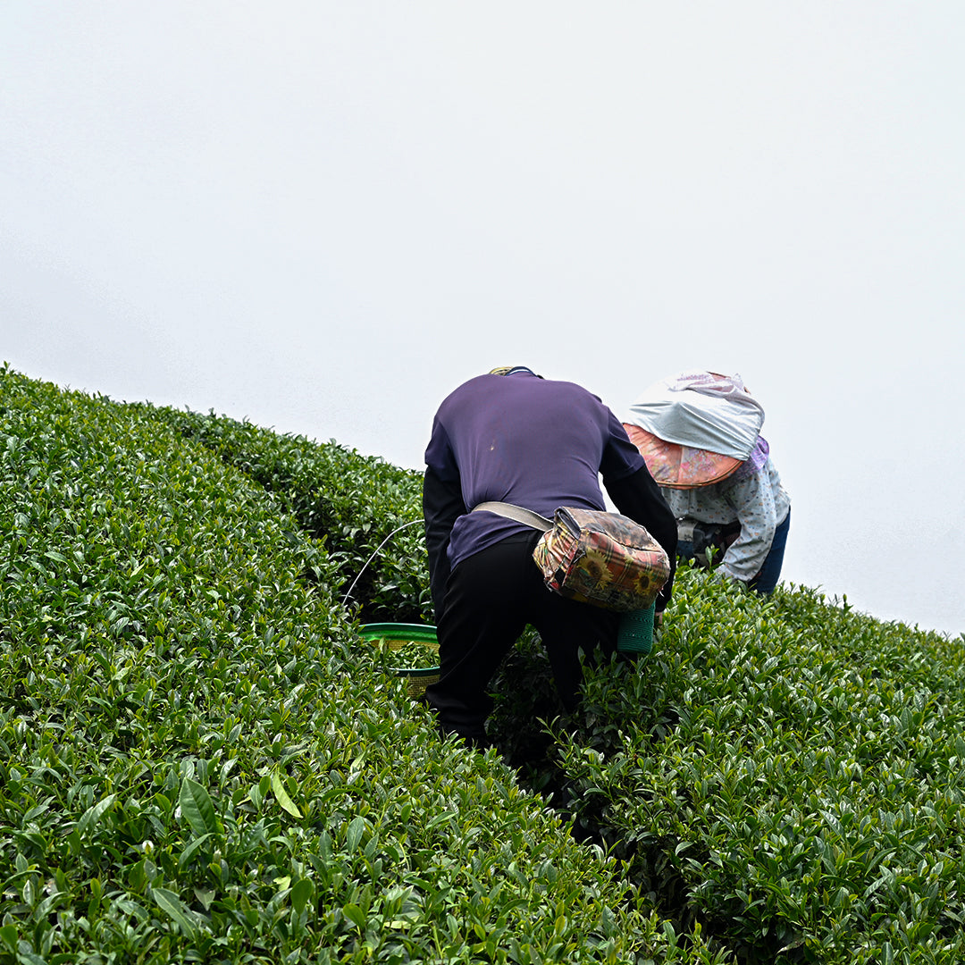 引遁純粹時刻|台灣梨山、阿里山高山茶