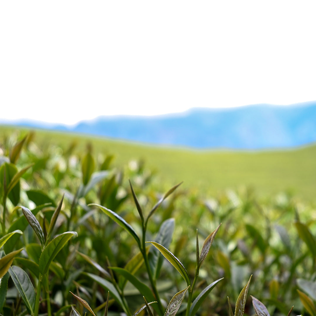 麻油粕:大自然的"魔法肥料"