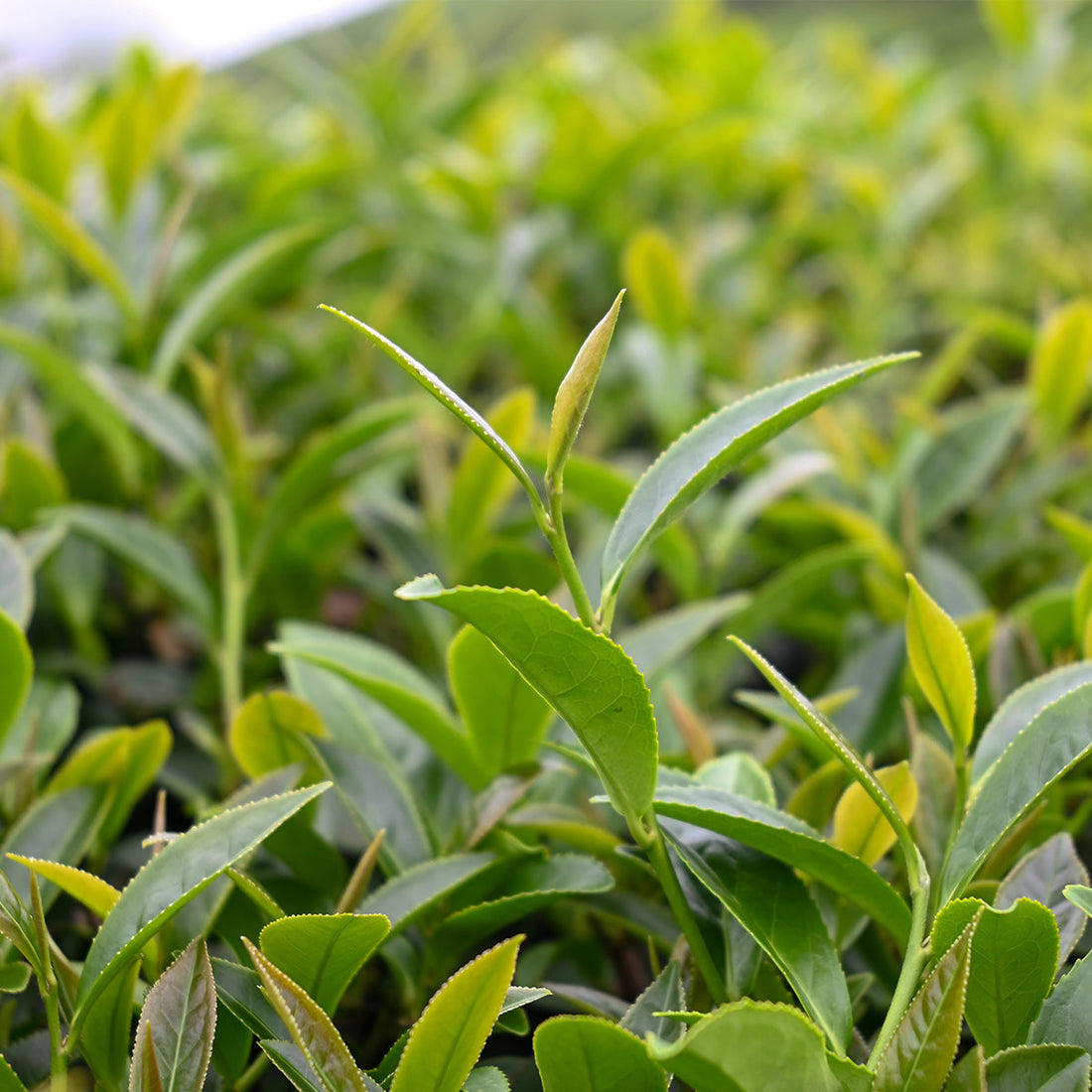 樟樹湖茶,來自阿里山的清新口感