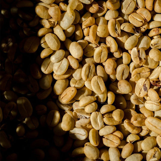 壞豆的危險:赭麴毒素如何影響你的健康?