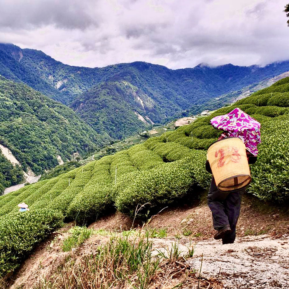 梨山貴妃蜜香烏龍茶(75g*8球/斤) 著涎茶 春茶