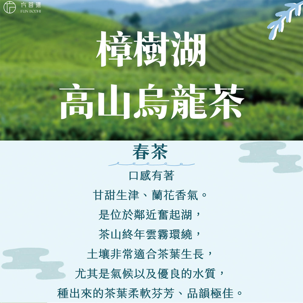 阿里山樟樹湖高山烏龍春茶