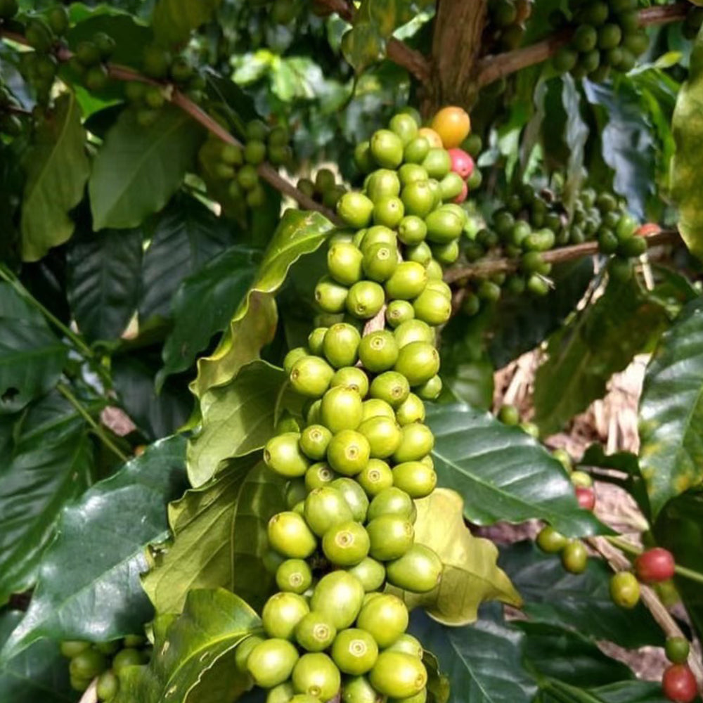 FUN078 巴布亞新幾內亞 korgua estate莊園 水洗 (一磅460g)