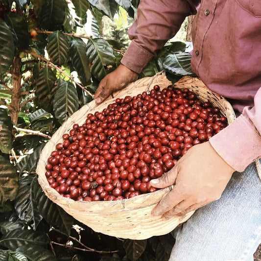 FUN076 頂呱呱 宏都拉斯 阿瓜莊園 水洗 (一磅460g)