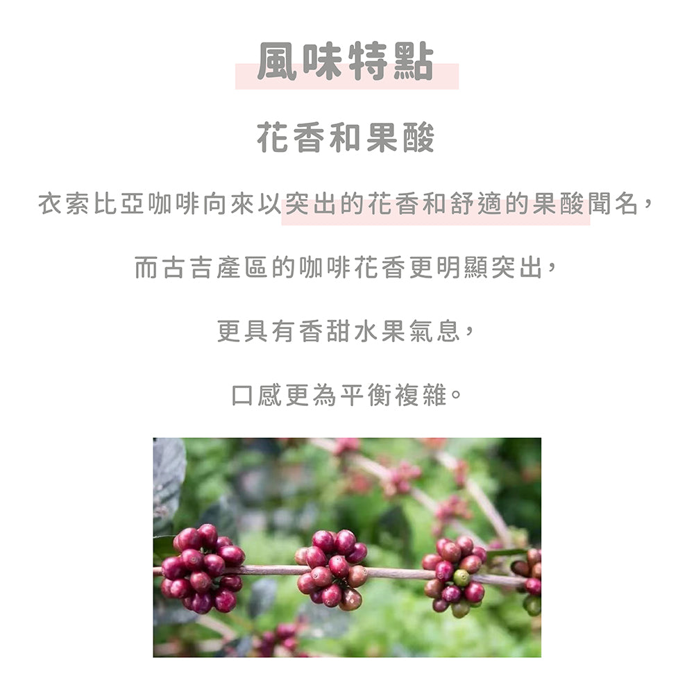 FUN079 衣索比亞 古吉罕貝拉 厭氧日曬 (一磅460g)