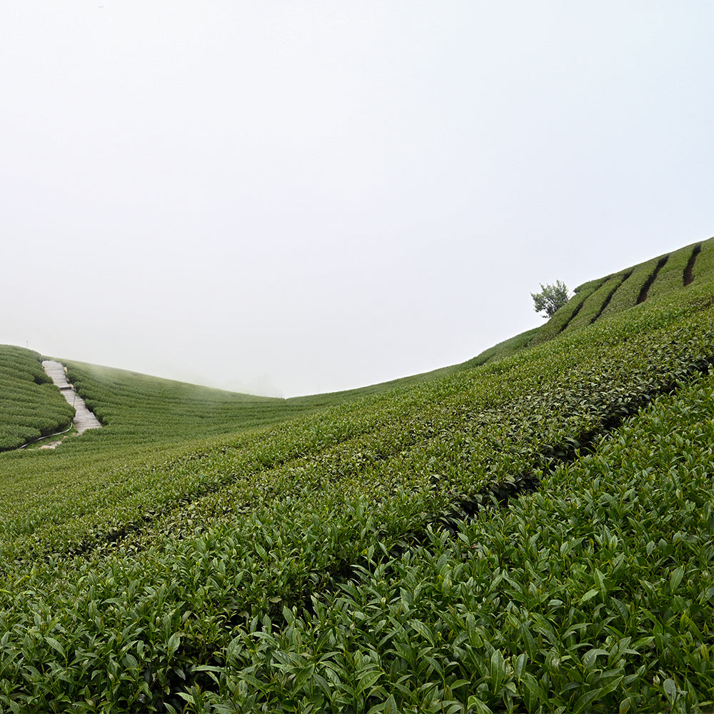 阿里山精選好茶葉4件組 — 享受山中清香