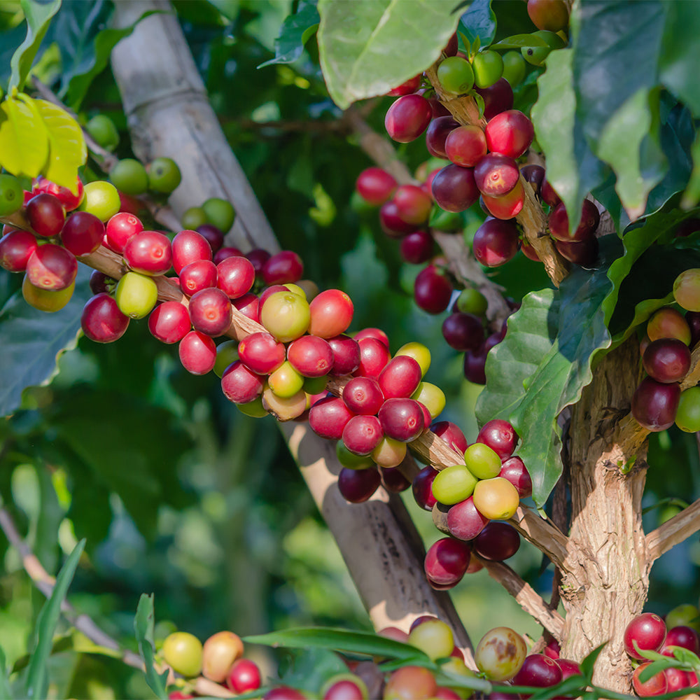 FUN070 原生種藝伎 衣索比亞 日曬 (300g)