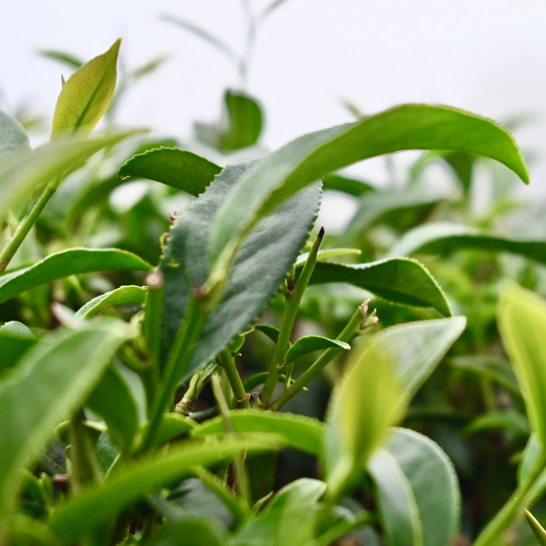 阿里山奶香金萱春茶