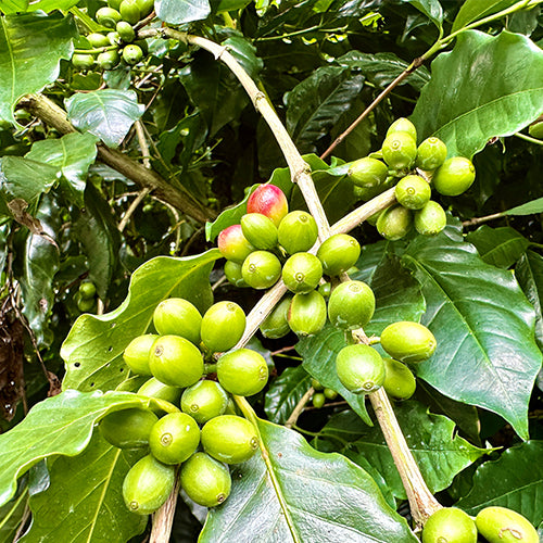 FUN075 薇拉薩奇 瓜地馬拉 貝拉伊麗莎白莊園 水洗 (一磅460g)