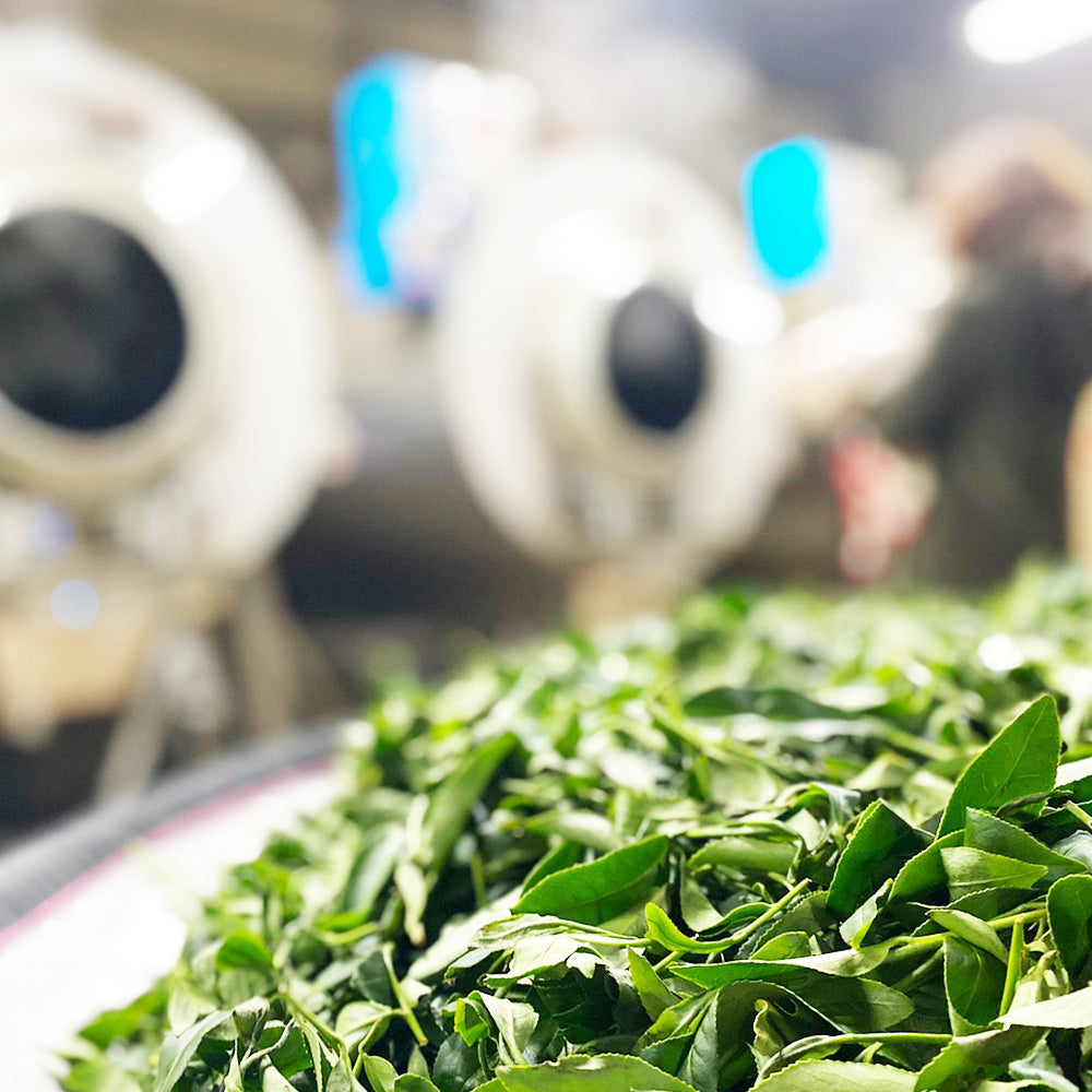 梨山甘露高山烏龍茶|春茶