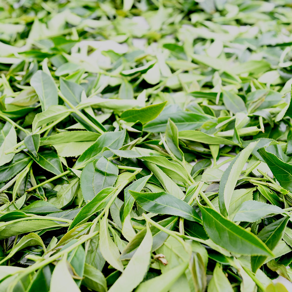 阿里山高山黃金烏龍春茶(濃香型)