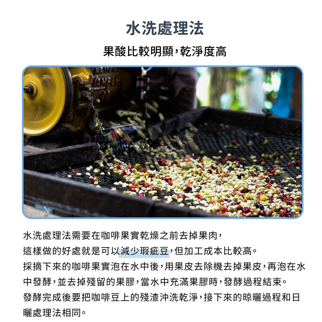 FUN061 肯亞 基里尼亞加 卡賓加拉AA TOP 水洗 (一磅460g)