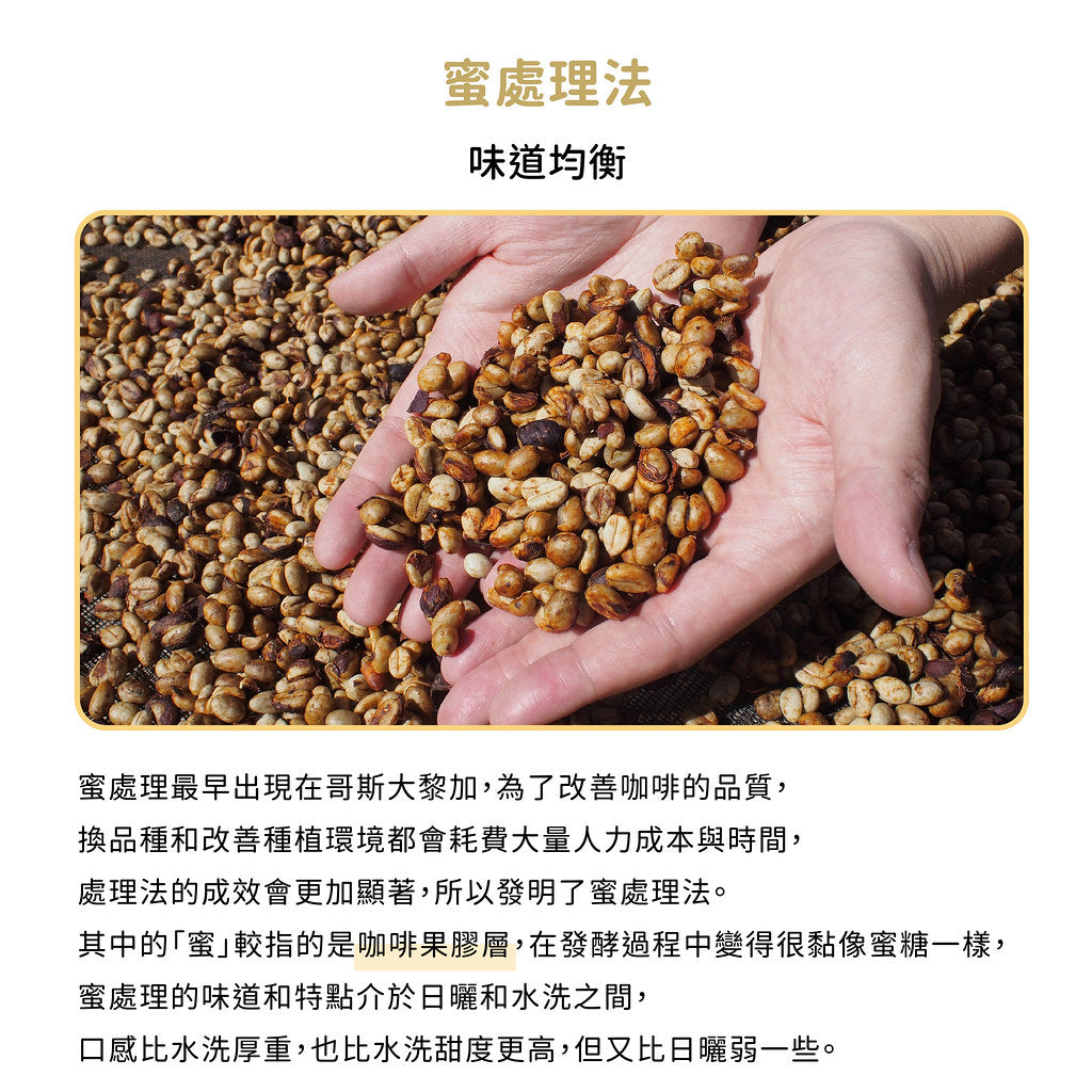 FUN005 滿天星 瓜地馬拉 翹鬍子莊園 (一磅460g)