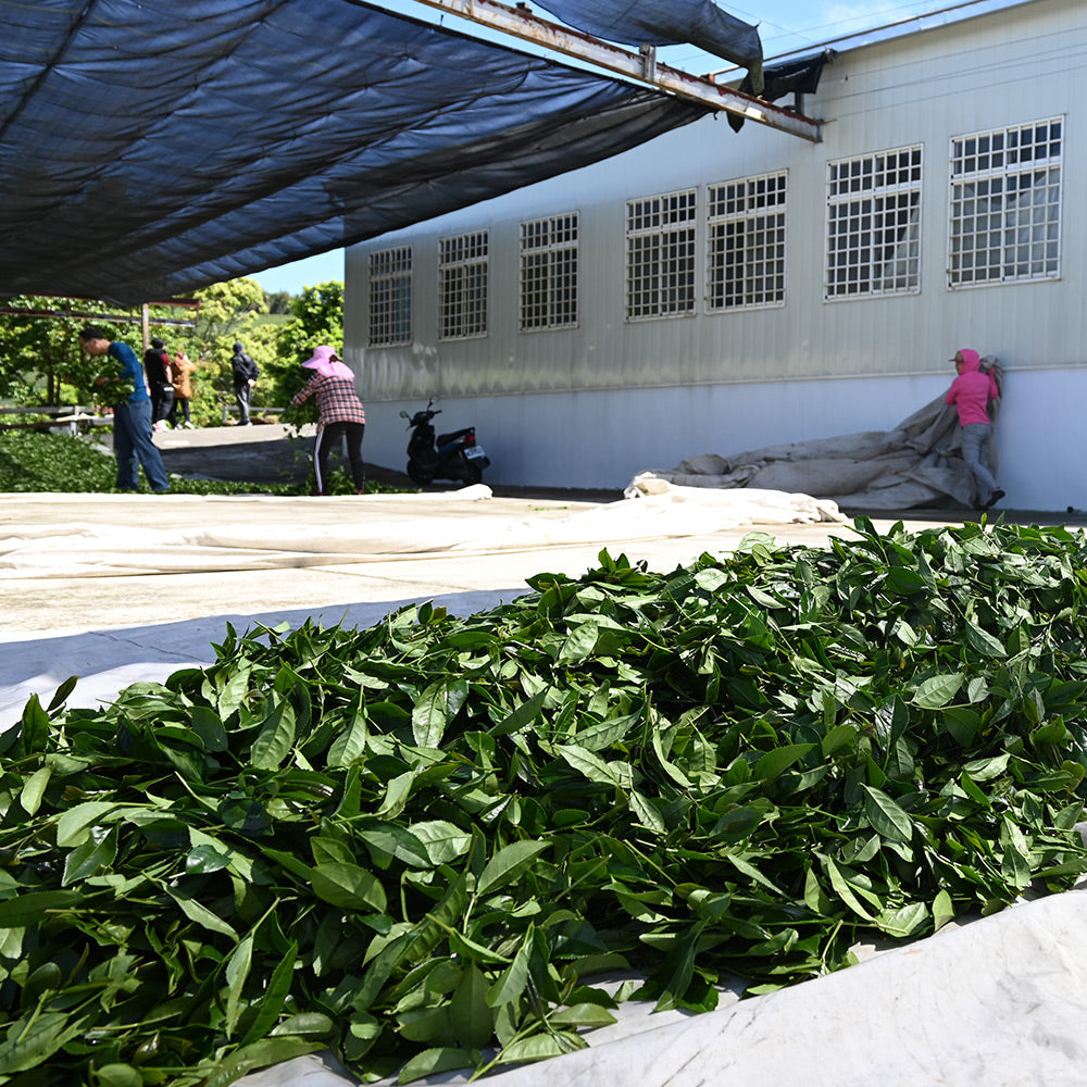 阿里山樟樹湖高山烏龍春茶