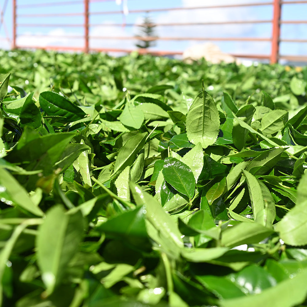 阿里山樟樹湖高山烏龍春茶