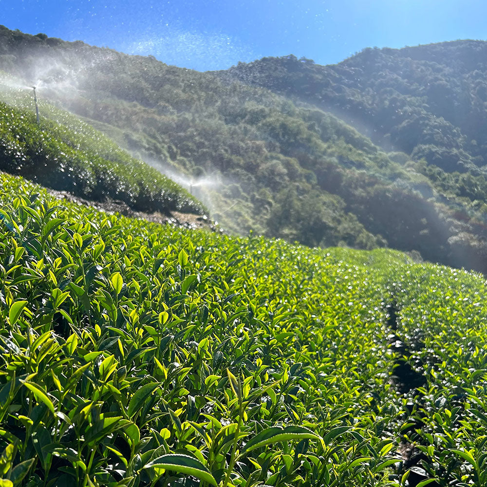 梨山貴妃蜜香烏龍茶｜春茶