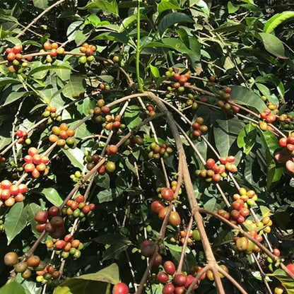 頂呱呱｜宏都拉斯 阿瓜莊園 水洗(一磅)