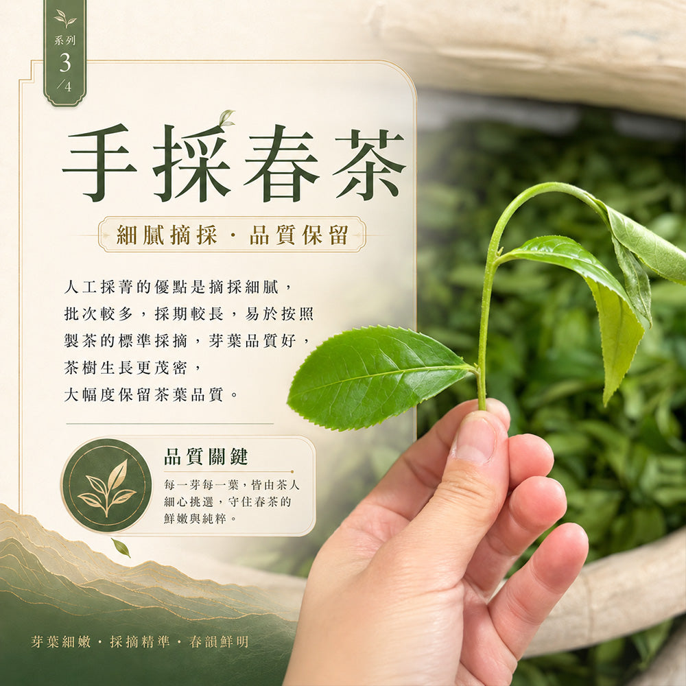 阿里山玉樹臨風 高山烏龍茶