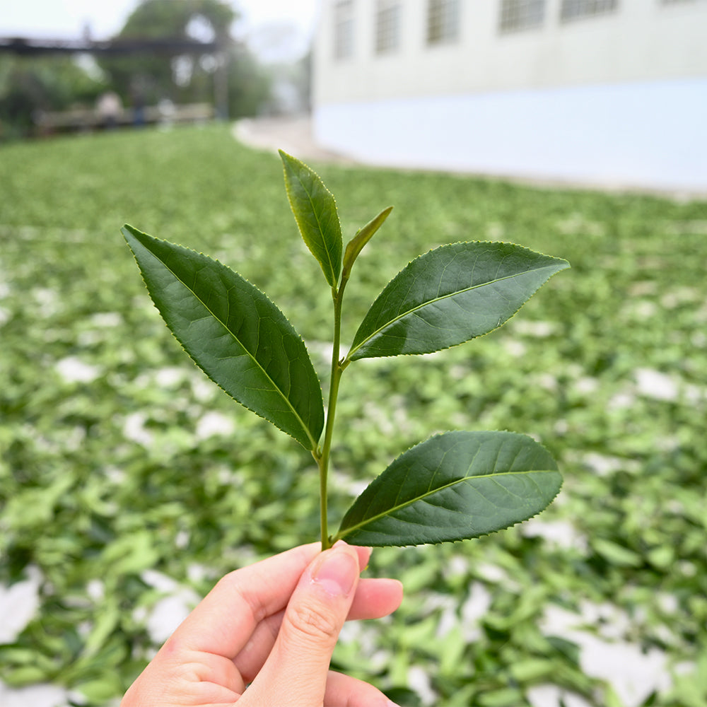 阿里山頂山梟松烏龍茶｜清香型春茶