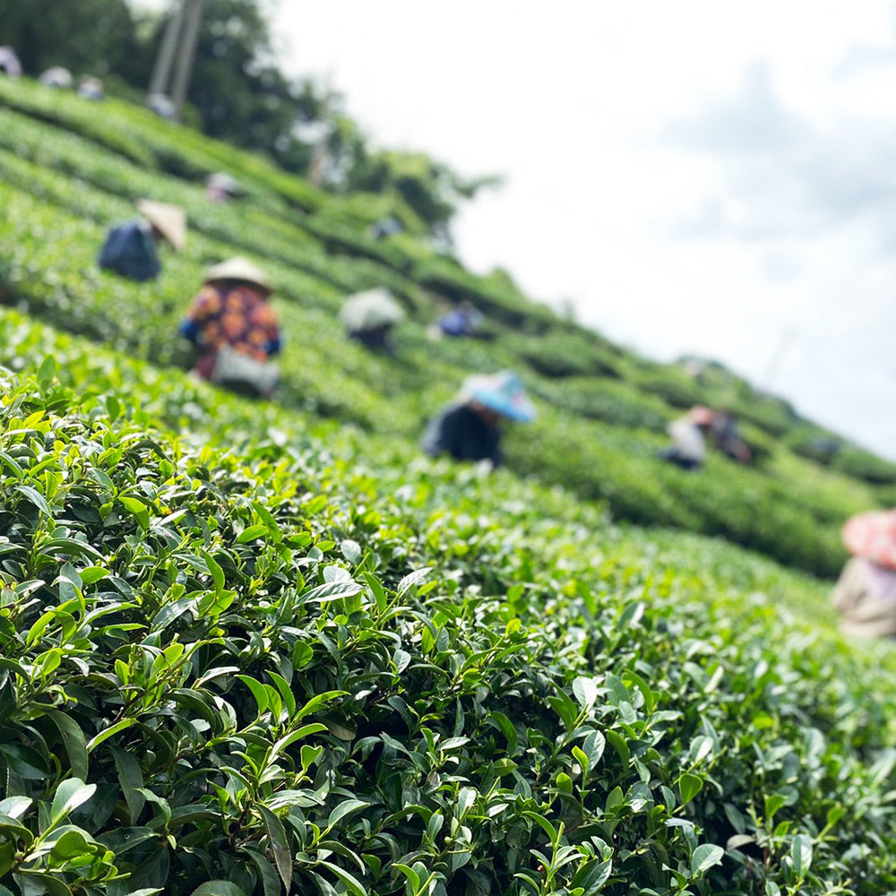 梨山馥郁高山烏龍茶｜春茶