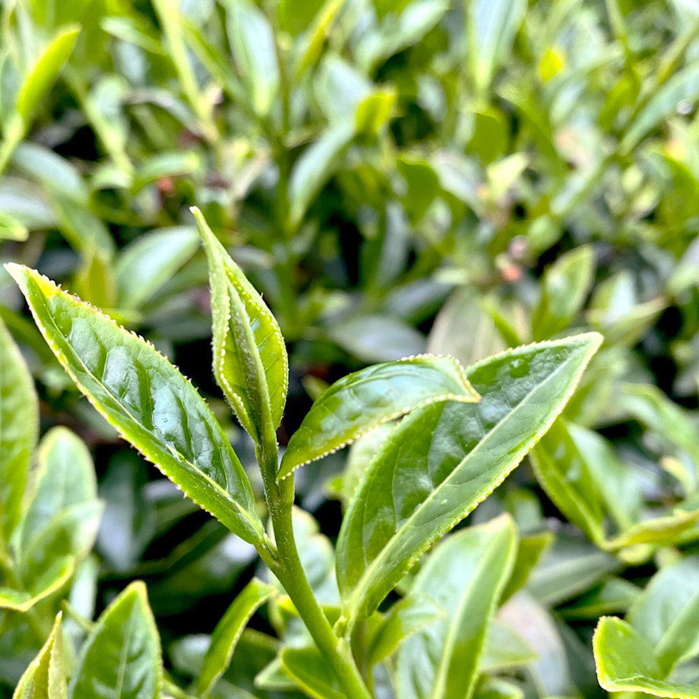 梨山甘露高山烏龍茶｜春茶