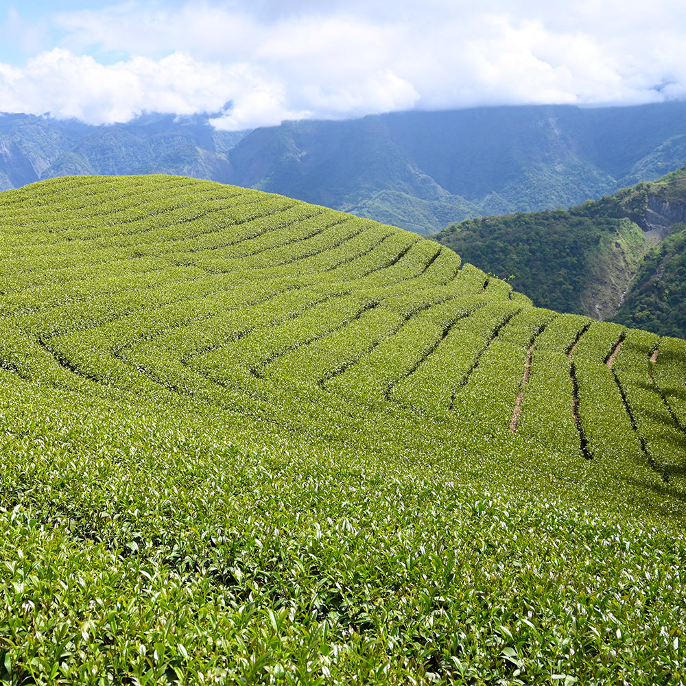 梨山馥郁高山烏龍茶｜春茶