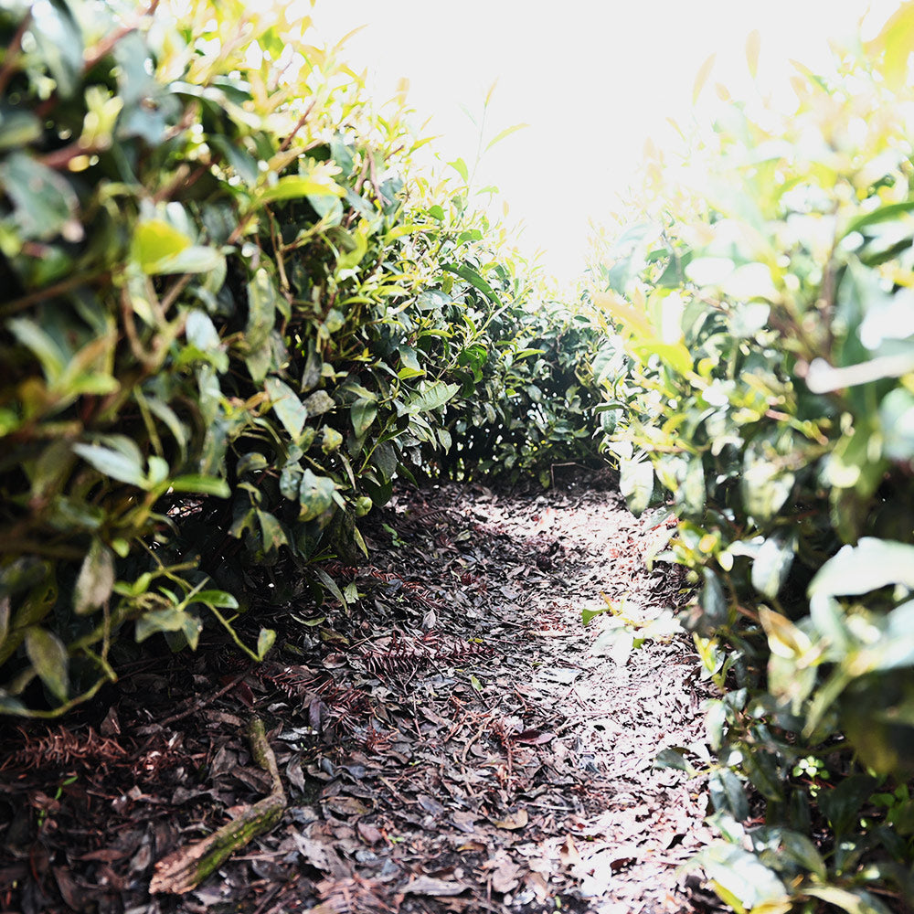 阿里山高山黃金烏龍春茶(濃香型)