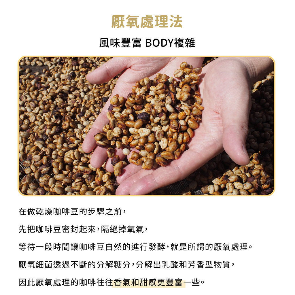 哥斯大黎加 塔拉朱 波什莊園 厭氧蜜處理