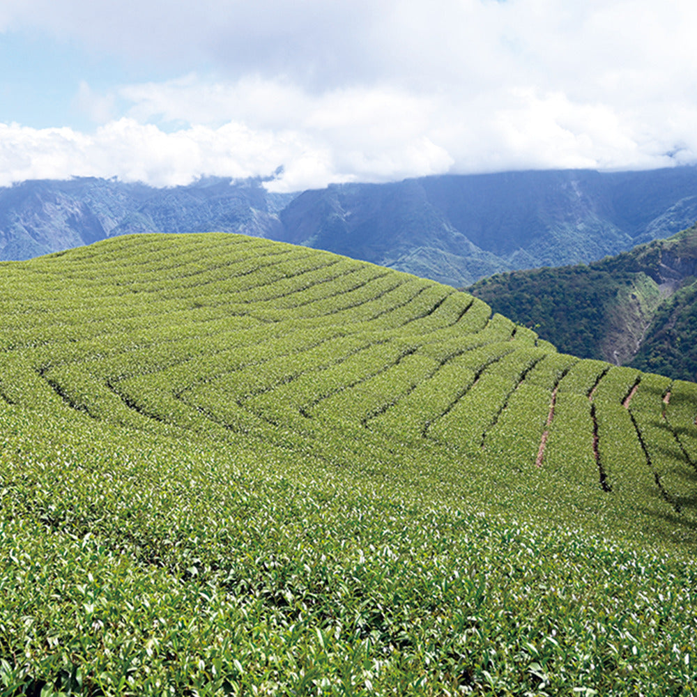 梨山甘露高山烏龍茶｜春茶